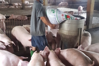 Giá Heo (lợn) Hơi Hôm Nay 29/03